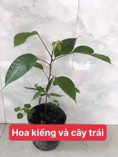 Cây giống trám đen