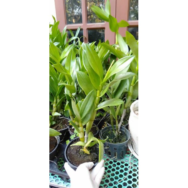 Hoa phong lan Denro nắng thơm