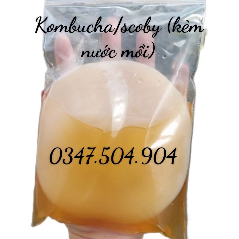 Nấm Kombucha/scoby kèm nước mồi