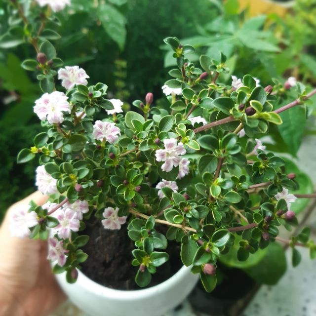 CHẬU BẠCH TUYẾT MAI--CÂY NGÀN SAO--SIÊU ĐẸP