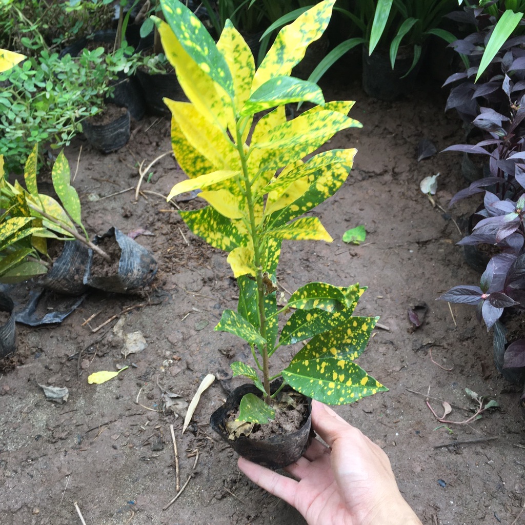 Cây Vàng Anh  Trồng Bầu Nhỏ 1 Thân Cao