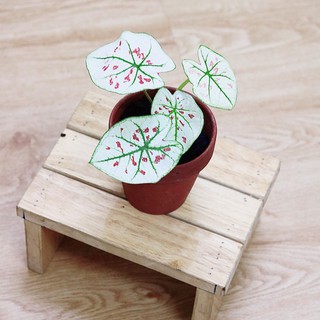 Chậu cây Caladium Strawberry Star - Môn Kem Dâu Tây hàng thuần khí hậu Việt Nam