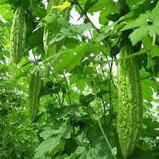 1gr / 2gr hạt giống mướp đắng f1