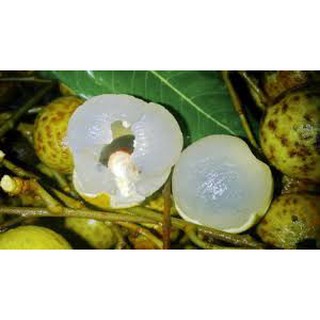 Cây giống Nhãn Lồng [ Cho trái sớm ]