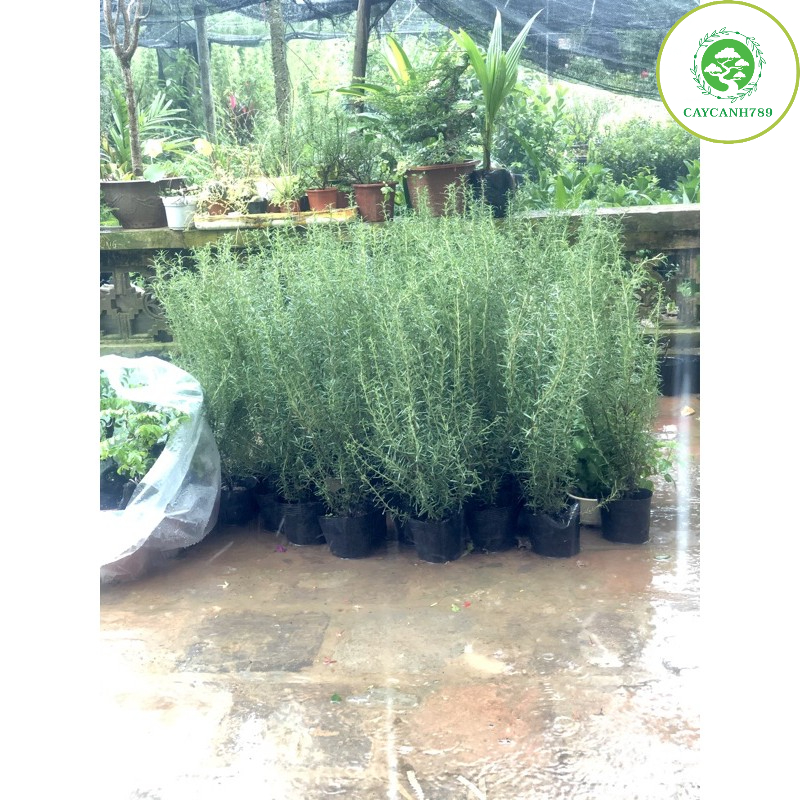 Cây hương thảo - Rosemary cao 40cm