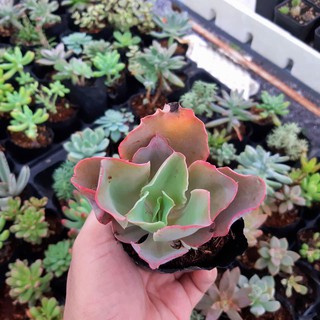 Combo 10 cây sen đá rẻ, đẹp