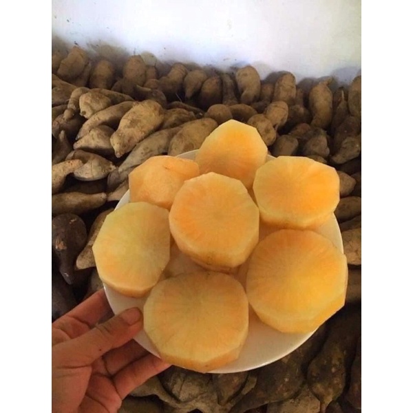 Combo 5 ký KHOAI SÂM ĐẤT