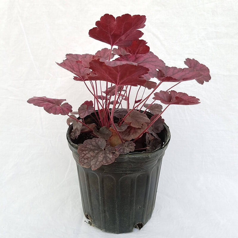 Cây Heuchera Grape Expectations  chậu nhựa 10 cm