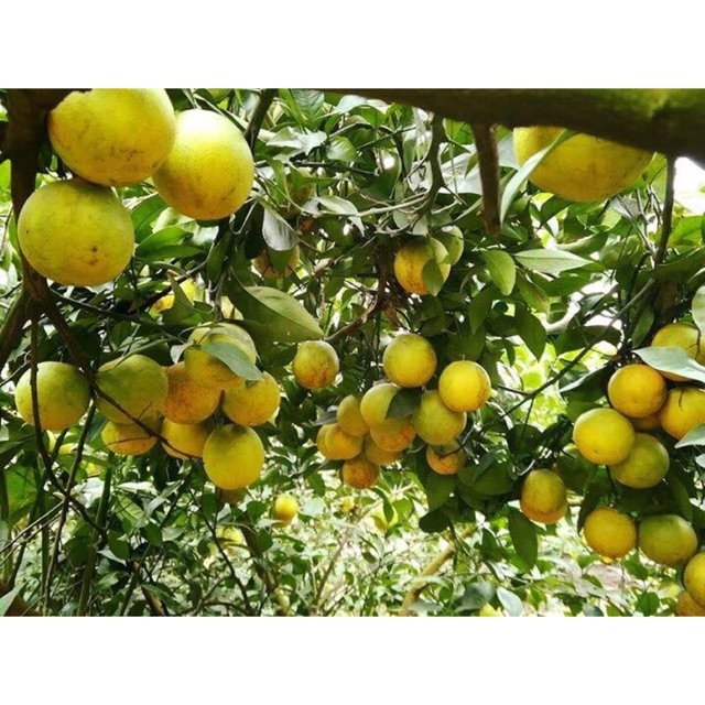 Cam vinh lục ngạn