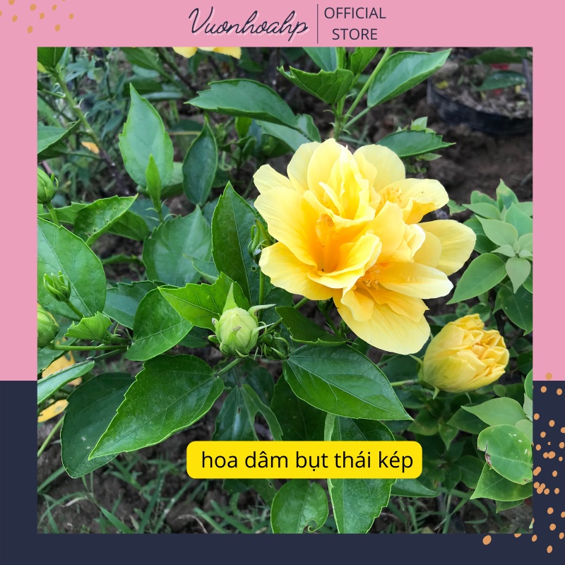 Cây hoa dâm bụt thái cánh kém, hoa râm bụt vàng cao 50cm xum xuê đang nụ hoa