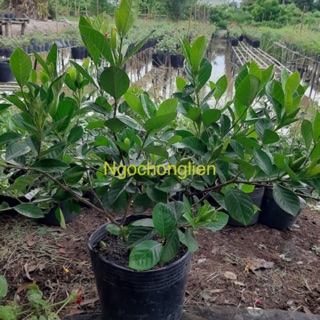 Cây bạch thiên hương size trung