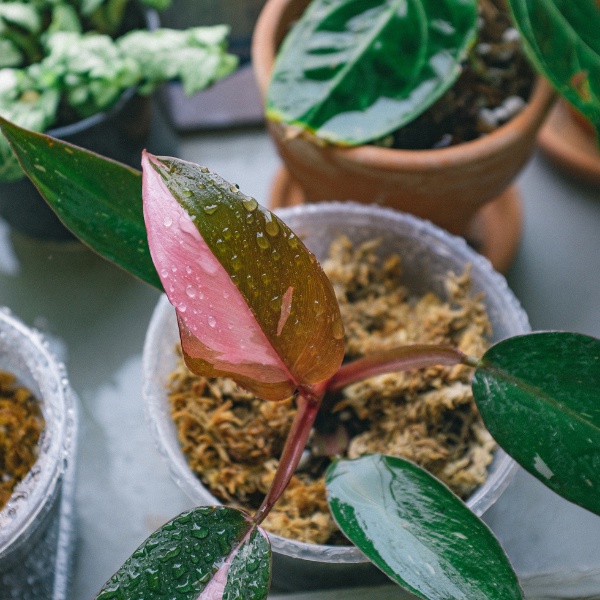 Chậu kiểng lá Philodendron Pink Princess màu hồng var, kích thước (15-20cm), Vườn Lafa Garden