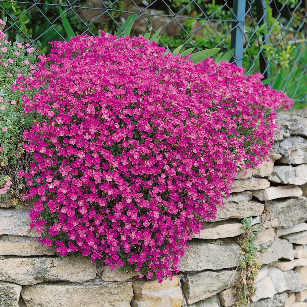 Hạt giống hoa Aubrietia Rich Rose - NHẬP KHẨU 50h
