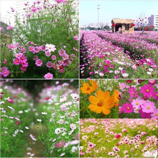 Hạt giống hoa cúc sao nháy nhiều màu - 1 gói 200 hạt