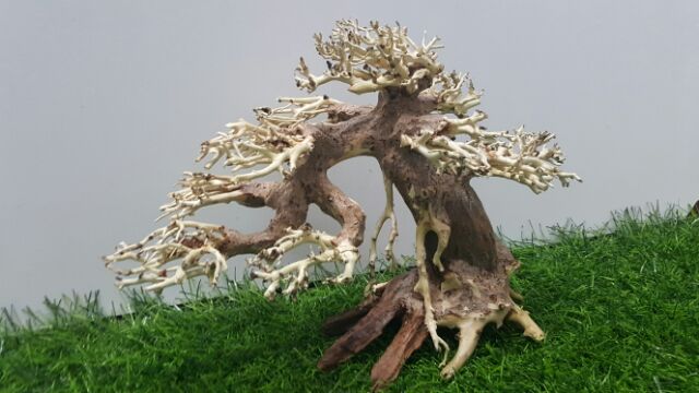 Lũa bonsai cấy rêu hồ cá số 1