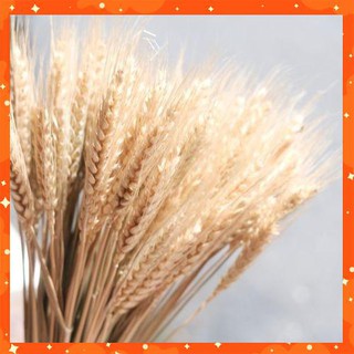 [HÀNG MỚI VỀ]100 cành lúa mạch Hà Lan trang trí nhà, quán cafe độc đáo