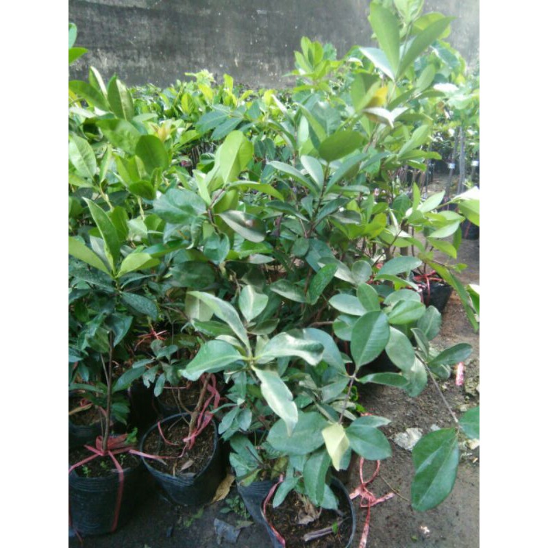 Cây Cherry Brazil chiết cao 100cm .