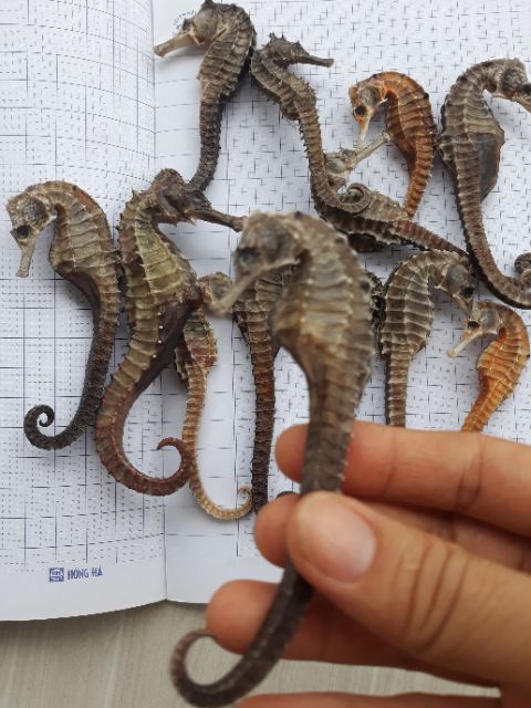 1 cặp cá ngựa khô size 11-12cm | BigBuy360 - bigbuy360.vn