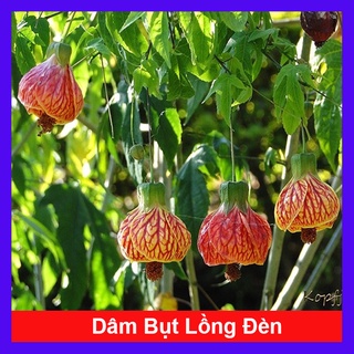 Cây Hoa Dâm Bụt Lồng Đèn - cây cảnh đẹp + tặng phân bón cho cây mau lớn - caykiengsadec