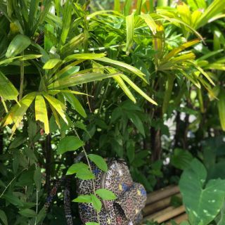 Balo parfois họa tiết