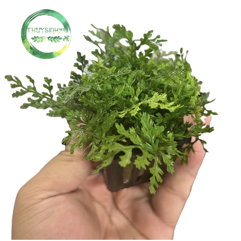 Dương xỉ châu phi mini - cây thuỷ sinh | cây dương xỉ thuỷ sinh