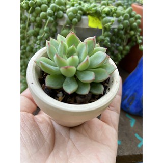 CHẬU SEN ĐÁ MINI GIÁ SIÊU YÊU