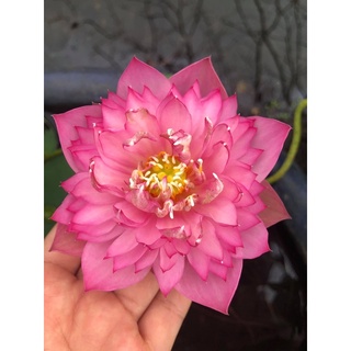 Củ sen giống mini hồng may mắn Lucky Pink