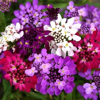 Hạt Giống Hoa Tổ Ong 50 Hạt