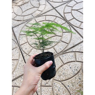 Cây Kim thuỷ tùng