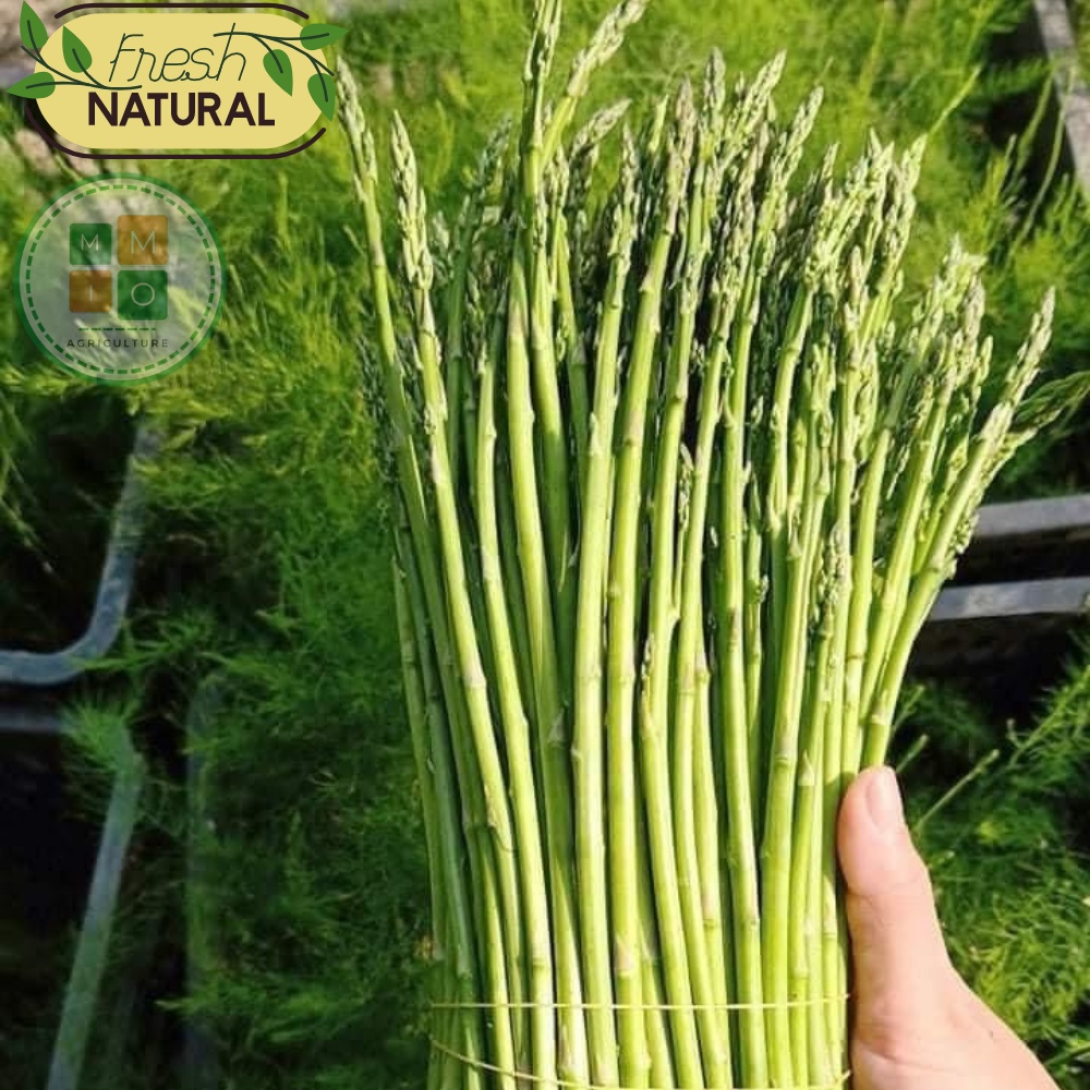 Hạt giống măng tây xanh chịu nhiệt bốn mùa