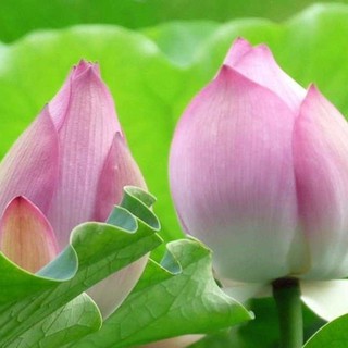 Hạt giống hoa sen lá lớn