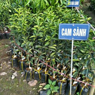 Cây cam sành giống đặc sản hà giang