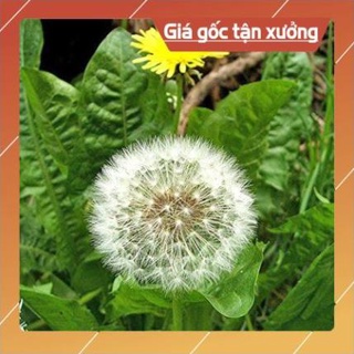 Noomanh493 100 hạt giống hoa bồ công anh