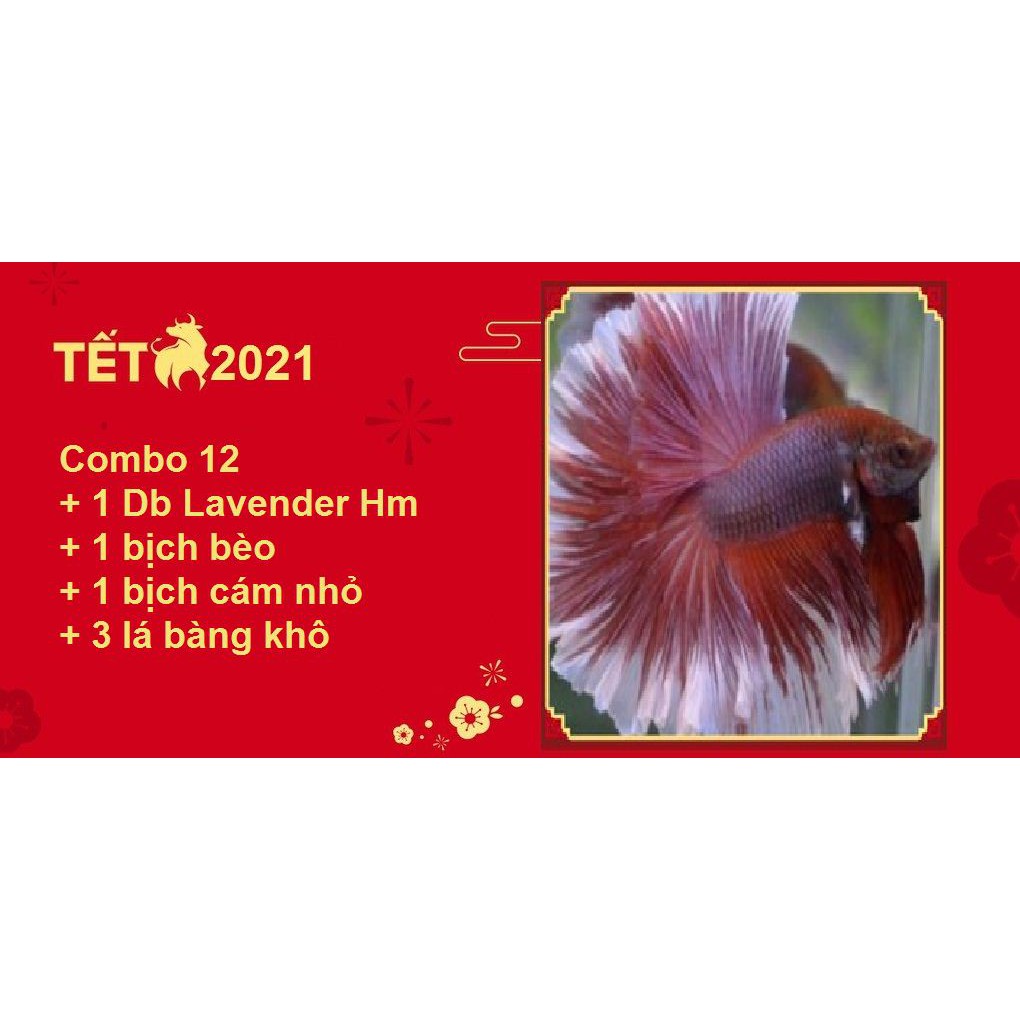 Combo Betta Food 12 DLVD - Thức ăn cho cá