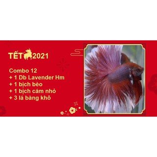 Combo betta food 12 dlvd - thức ăn cho cá