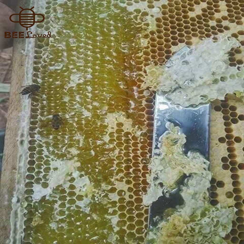 Mật ong bạc hà hà giang,100% nguyên chất,cực tốt với các bệnh viêm họng - ảnh sản phẩm 8