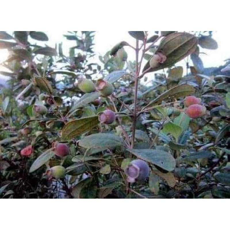 Sim rừng khô hỗ trợ tiêu hoá | BigBuy360 - bigbuy360.vn