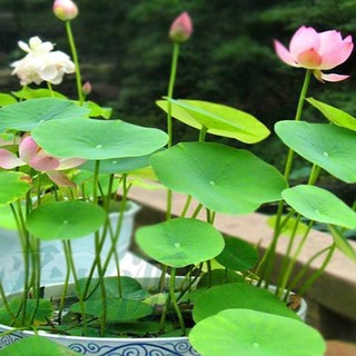 Hạt giống sen Nhật mini