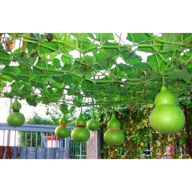 Hạt Giống Bầu Hồ Lô nhập khẩu-  chuyên dụng.