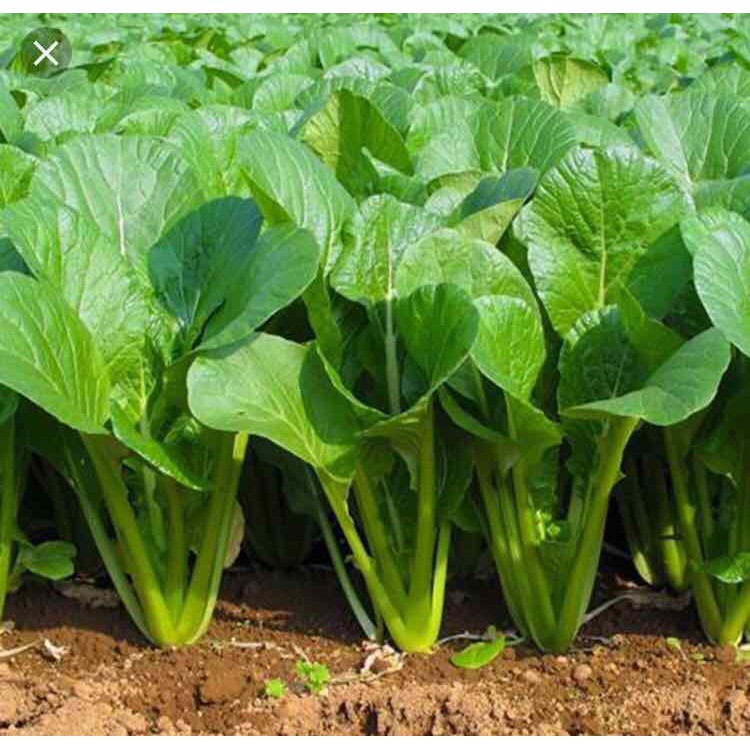 HẠT GIỐNG CẢI NGỌT - GÓI 20 GRAM