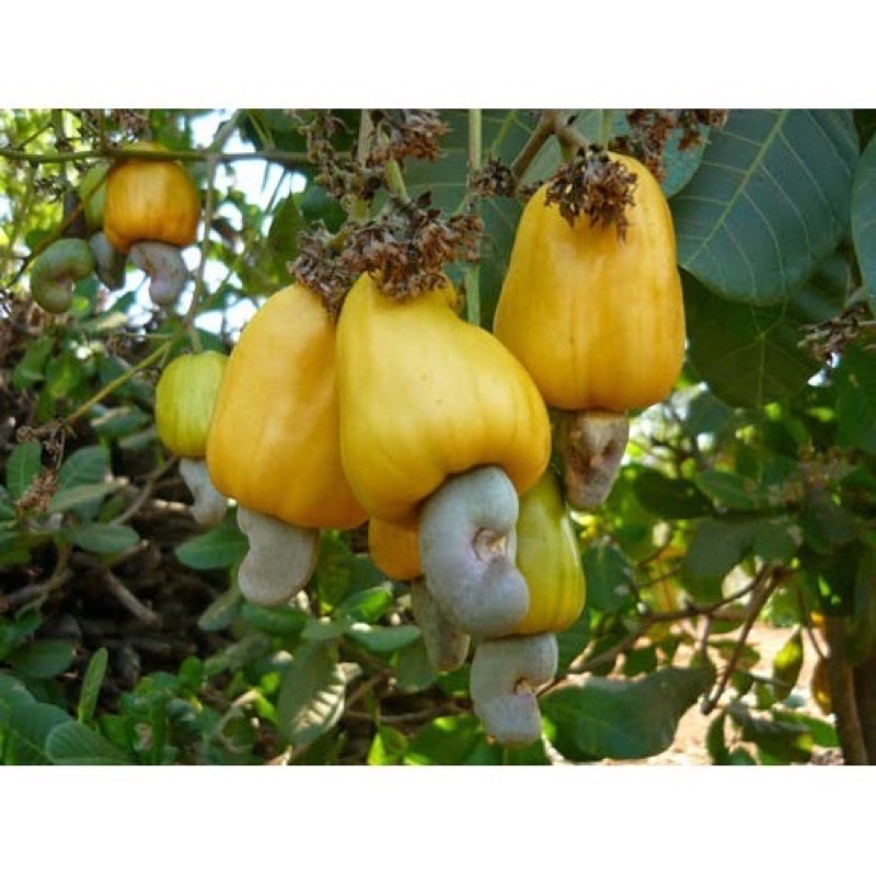 500gr Hạt điều rang muối vỏ lụa Bình Phươc hạt tròn thơm ngon