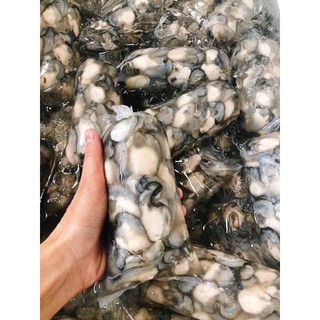 Ruột hàu / hào sữa tách sẵn vỏ 1 kg