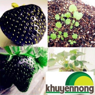 Hạt giống dâu tây đen 100 hạt