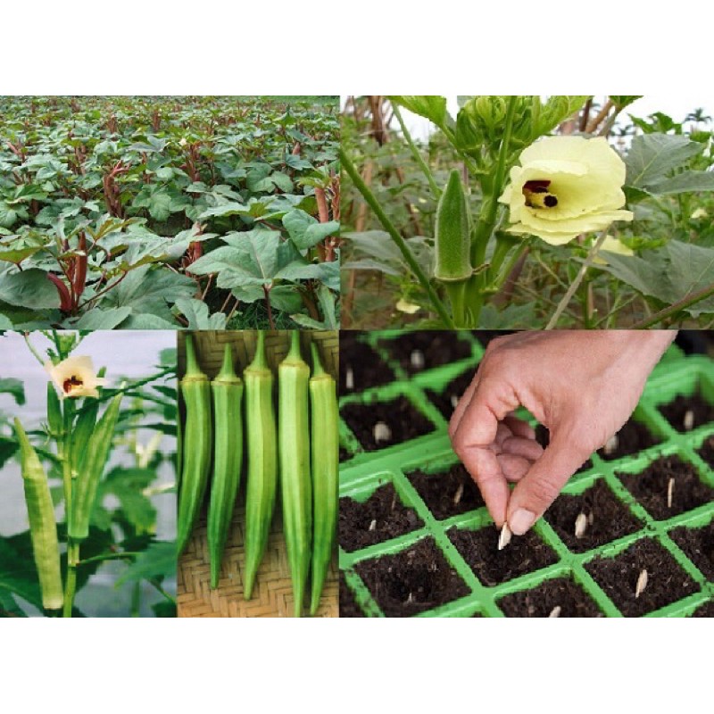 Hạt Giống Đậu Bắp | Hạt Giống Mướp Tây | SL: 20gram