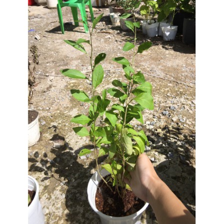 Cây giống Câu Kỷ Tử - Giống dược liệu chịu nhiệt dễ trồng, khoảng 1,5 năm cho trái-UtNho