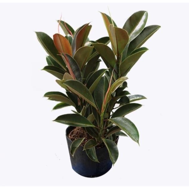 Cây đa búp đỏ♥️🌳Freeship♥️🌳
