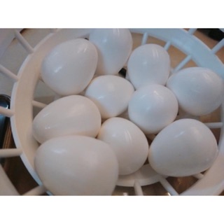 Trứng giả dành cho vẹt Sun-Xích-Cockatiel