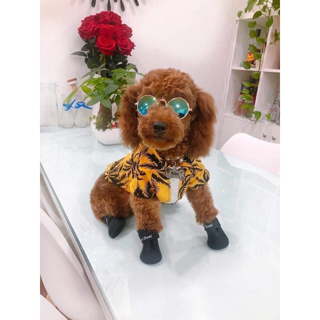 ÁO MƯA VÀ GIÀY ĐI MƯA CHO THÚ CƯNG CHÓ MÈO