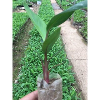 CÂY GIỐNG CHUỐI ĐỎ ĐACCA NUÔI CẤY MÔ (COMBO 10 CÂY)