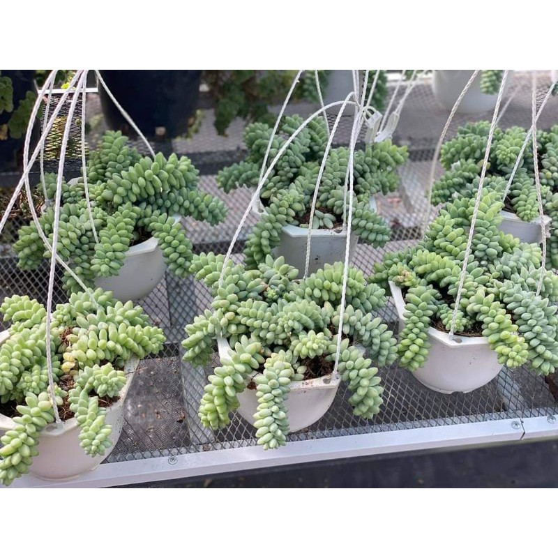 sen đá chuỗi ngọc chậu treo